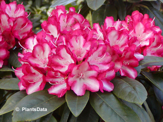 Pěnišník 'Ann Lindsay' - Rhododendron (Y) 'Ann Lindsay'
