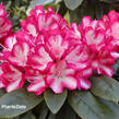 Pěnišník 'Ann Lindsay' - Rhododendron (Y) 'Ann Lindsay'