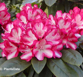 Pěnišník 'Ann Lindsay' - Rhododendron (Y) 'Ann Lindsay'