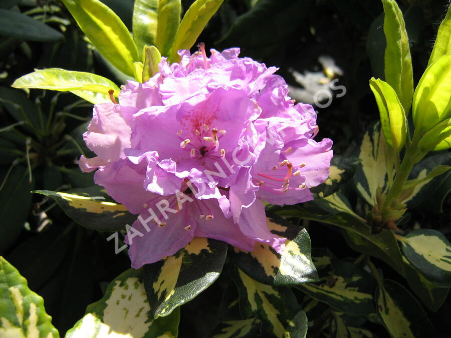 Pěnišník 'Gold Shine' - Rhododendron (T) 'Gold Shine'