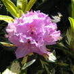 Pěnišník 'Gold Shine' - Rhododendron (T) 'Gold Shine'