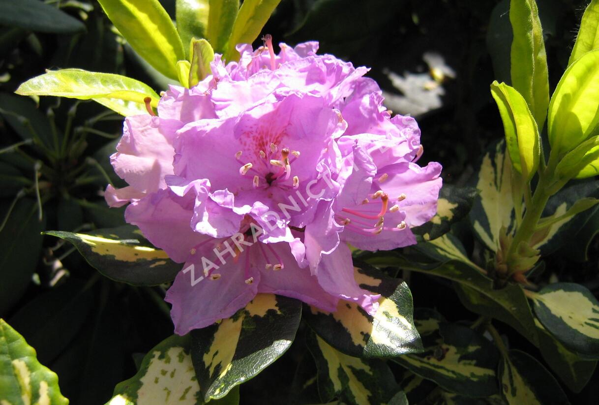 Pěnišník 'Gold Shine' - Rhododendron (T) 'Gold Shine'