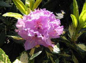 Pěnišník 'Gold Shine' - Rhododendron (T) 'Gold Shine'