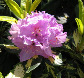 Pěnišník 'Gold Shine' - Rhododendron (T) 'Gold Shine'
