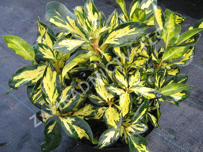 Pěnišník 'Gold Shine' - Rhododendron (T) 'Gold Shine'