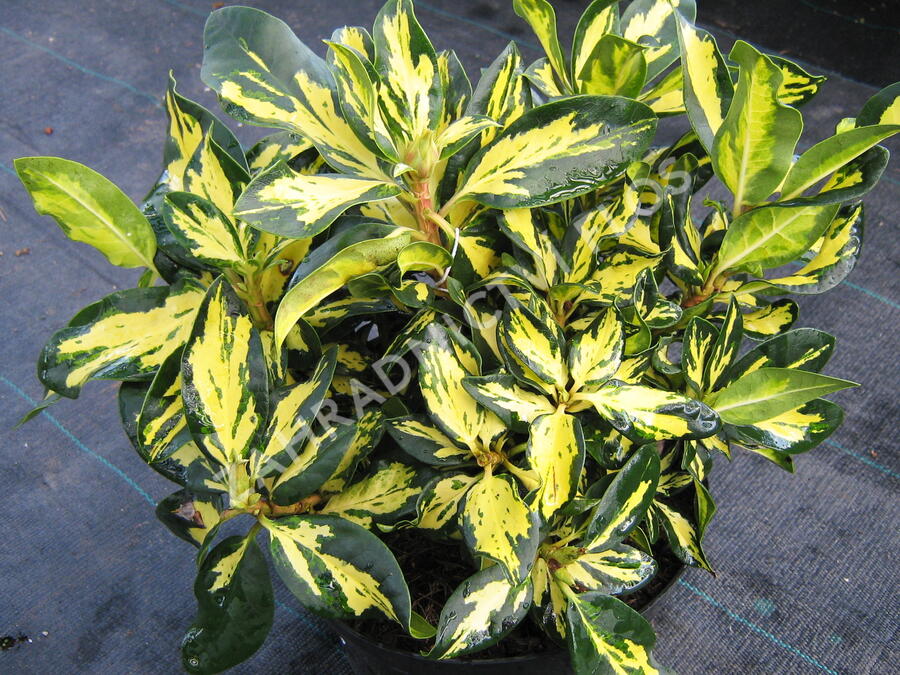 Pěnišník 'Gold Shine' - Rhododendron (T) 'Gold Shine'