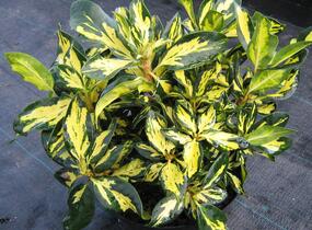 Pěnišník 'Gold Shine' - Rhododendron (T) 'Gold Shine'