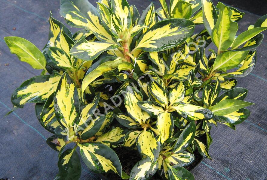 Pěnišník 'Gold Shine' - Rhododendron (T) 'Gold Shine'
