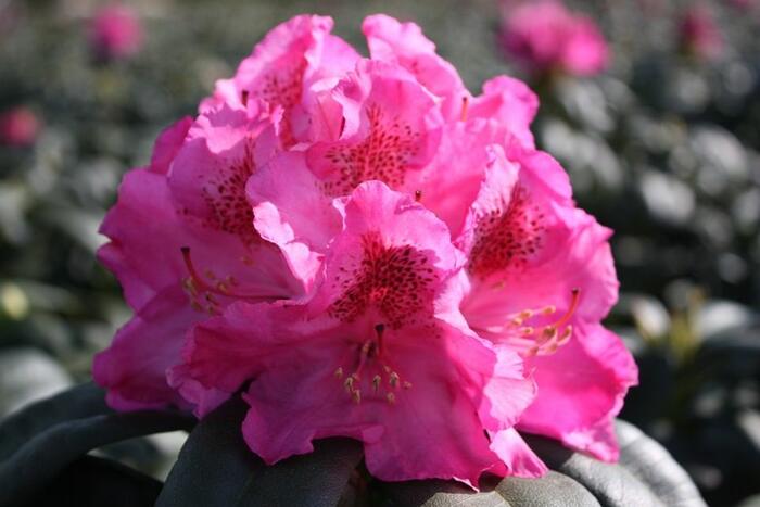 Pěnišník 'Constanze' - Rhododendron (T) 'Constanze'