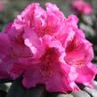 Pěnišník 'Constanze' - Rhododendron (T) 'Constanze'