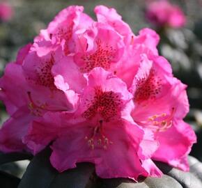 Pěnišník 'Constanze' - Rhododendron (T) 'Constanze'