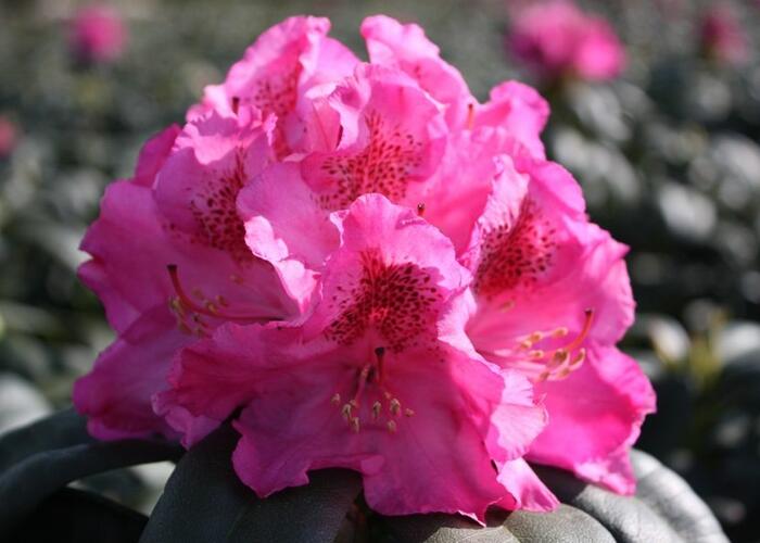 Pěnišník 'Constanze' - Rhododendron (T) 'Constanze'