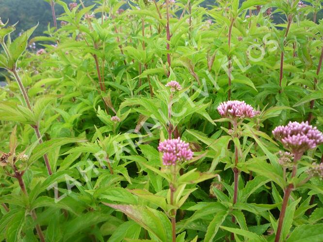 Sadec konopáč - Eupatorium cannabinum