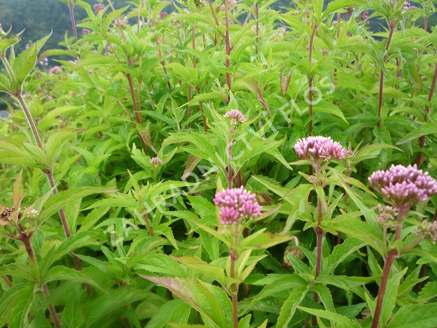 Sadec konopáč - Eupatorium cannabinum