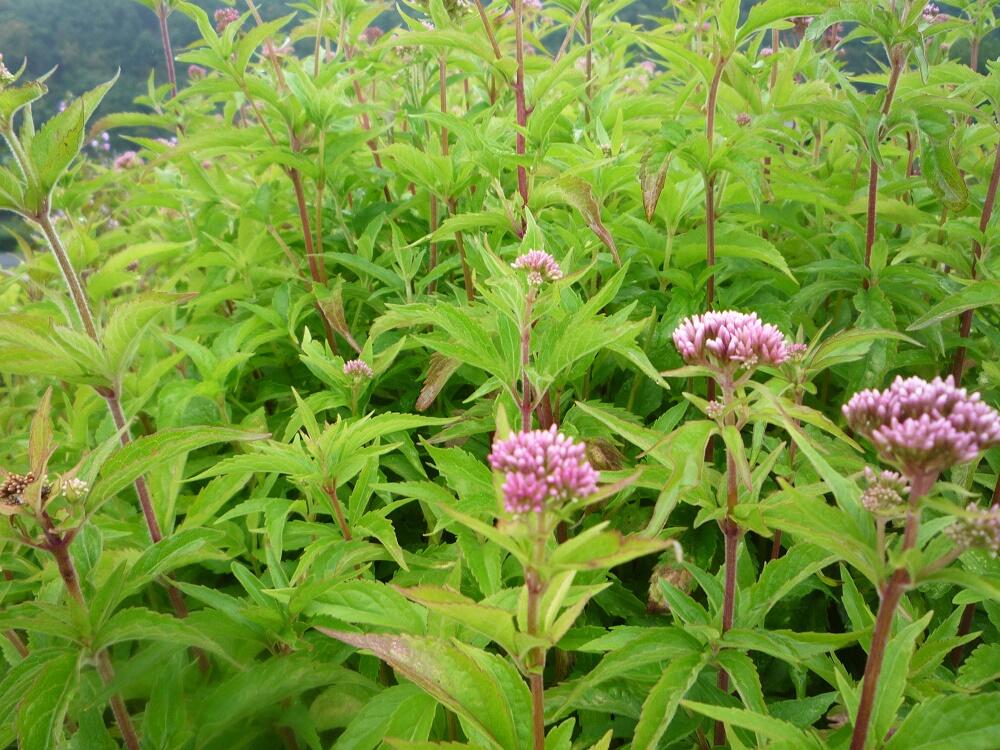 Sadec konopáč - Eupatorium cannabinum
