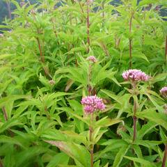 Sadec konopáč - Eupatorium cannabinum