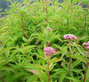 Sadec konopáč - Eupatorium cannabinum