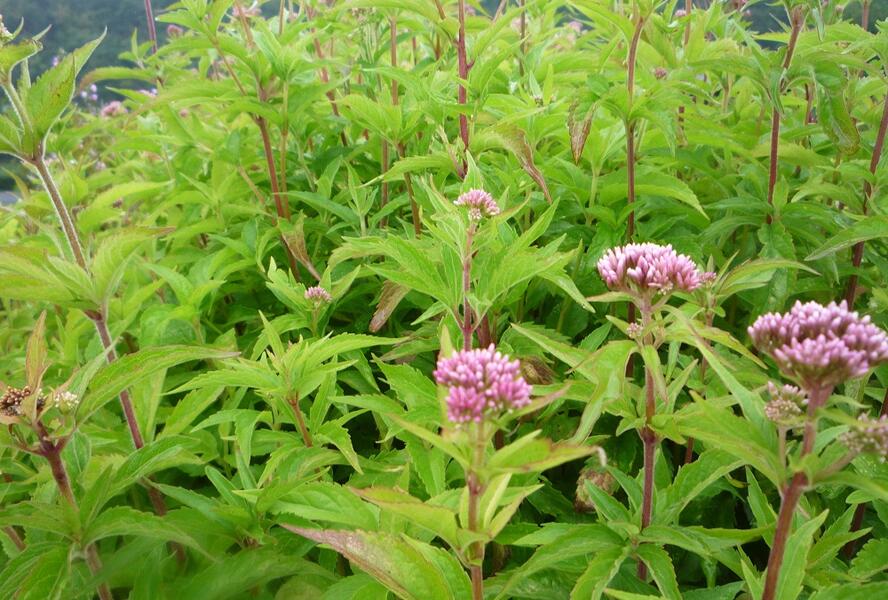 Sadec konopáč - Eupatorium cannabinum