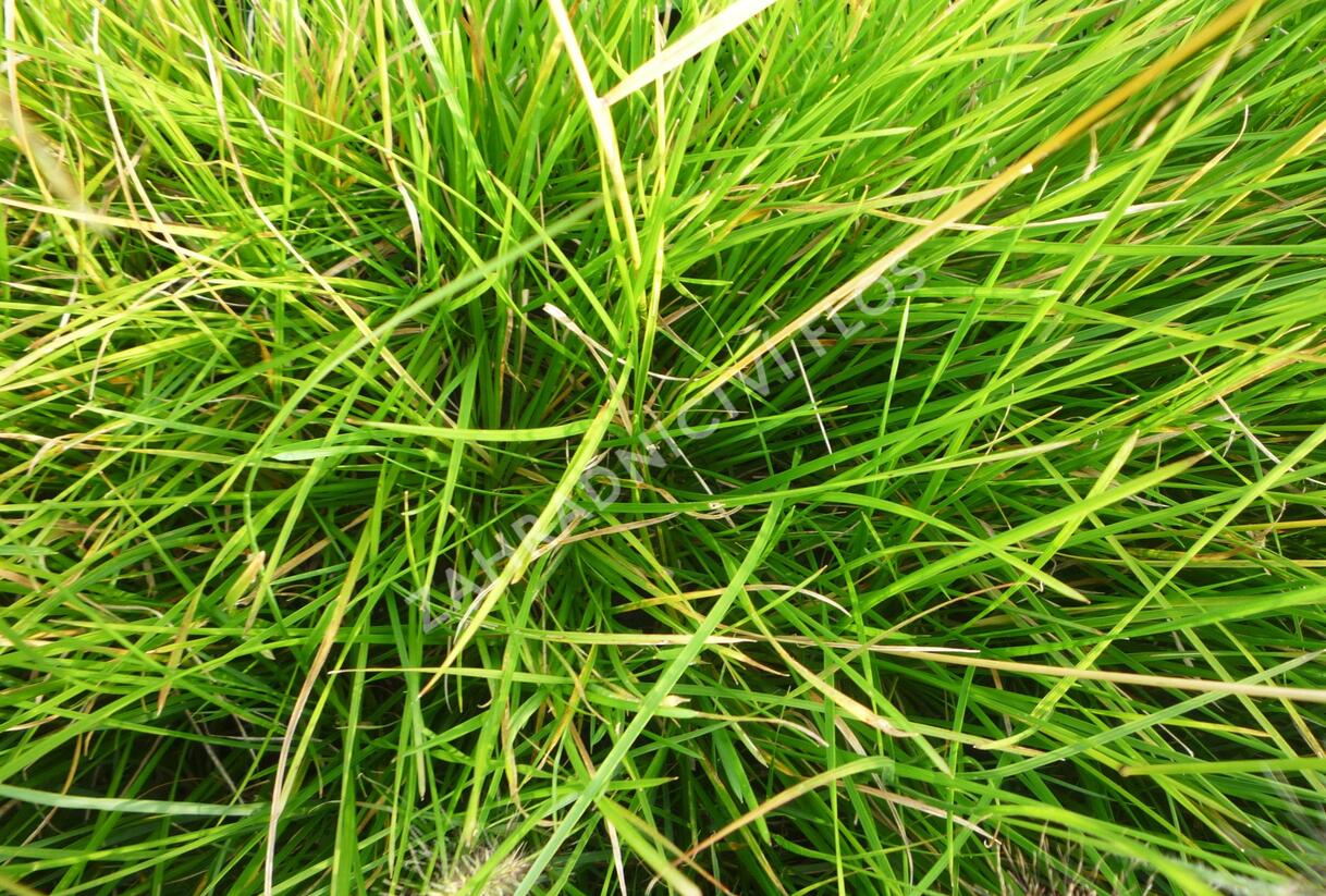 Metlice trsnatá 'Bronzeschleier' - Deschampsia caespitosa 'Bronzeschleier'