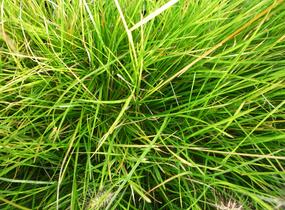 Metlice trsnatá 'Bronzeschleier' - Deschampsia caespitosa 'Bronzeschleier'