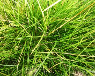 Metlice trsnatá 'Bronzeschleier'