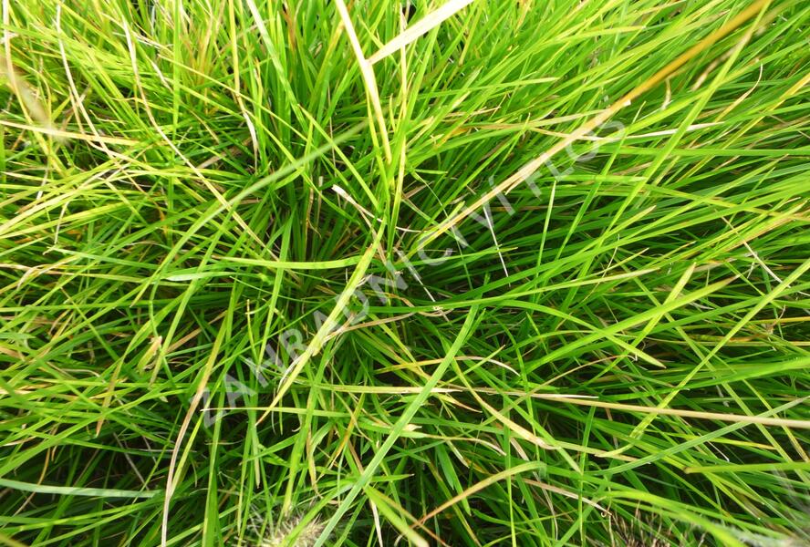 Metlice trsnatá 'Bronzeschleier' - Deschampsia caespitosa 'Bronzeschleier'