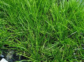 Metlice trsnatá 'Bronzeschleier' - Deschampsia caespitosa 'Bronzeschleier'