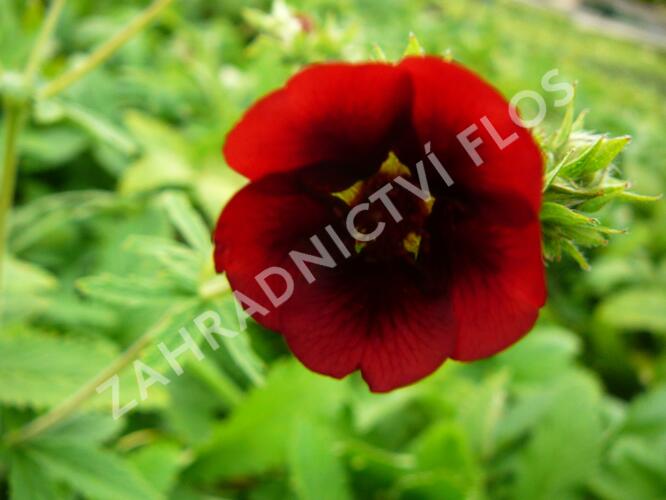 Mochna 'Monarch's Velvet' - Potentilla thurberi 'Monarch's Velvet'