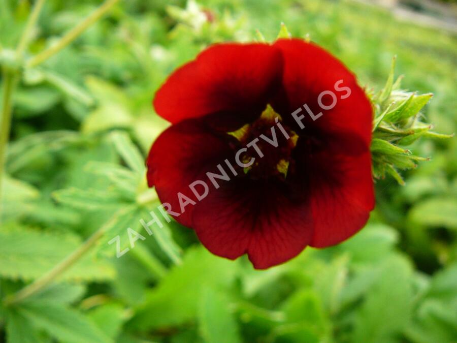 Mochna 'Monarch's Velvet' - Potentilla thurberi 'Monarch's Velvet'