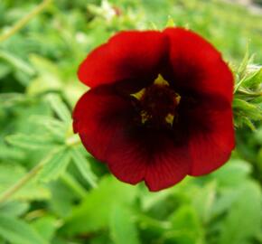 Mochna 'Monarch's Velvet' - Potentilla thurberi 'Monarch's Velvet'