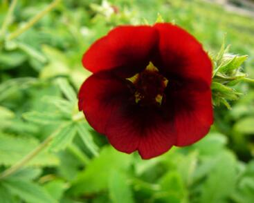 Mochna 'Monarch's Velvet'