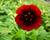 Mochna 'Monarch's Velvet'
