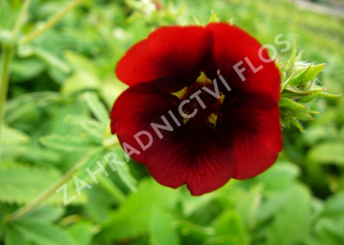 Mochna 'Monarch's Velvet' - Potentilla thurberi 'Monarch's Velvet'