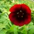mochna-monarch-s-velvet.jpg