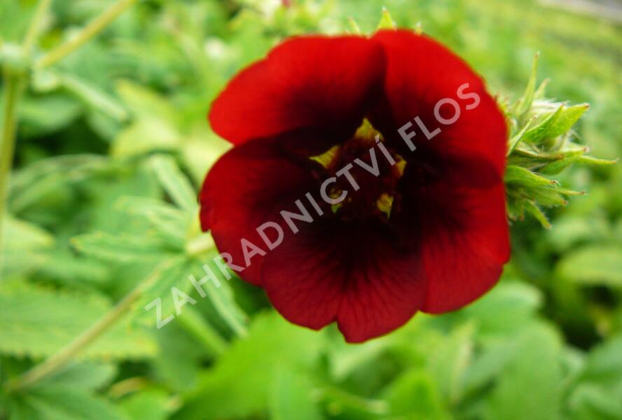 Mochna 'Monarch's Velvet' - Potentilla thurberi 'Monarch's Velvet'