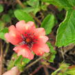 Mochna nepálská 'Miss Willmott' - Potentilla nepalensis 'Miss Willmott'