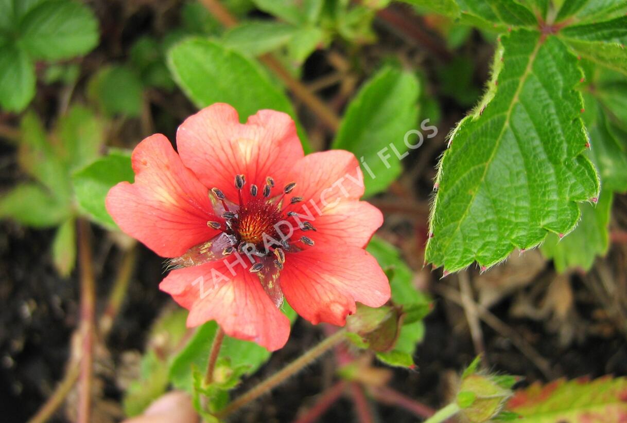 Mochna nepálská 'Miss Willmott' - Potentilla nepalensis 'Miss Willmott'