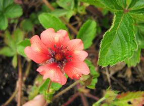Mochna nepálská 'Miss Willmott' - Potentilla nepalensis 'Miss Willmott'