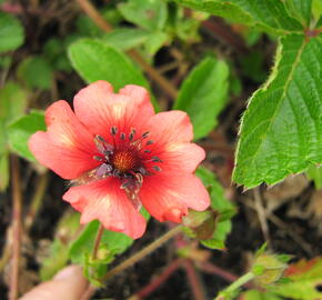 Mochna nepálská 'Miss Willmott' - Potentilla nepalensis 'Miss Willmott'