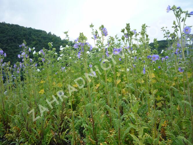 Jirnice lepkavá 'Blue Whirl' - Polemonium viscosum 'Blue Whirl'