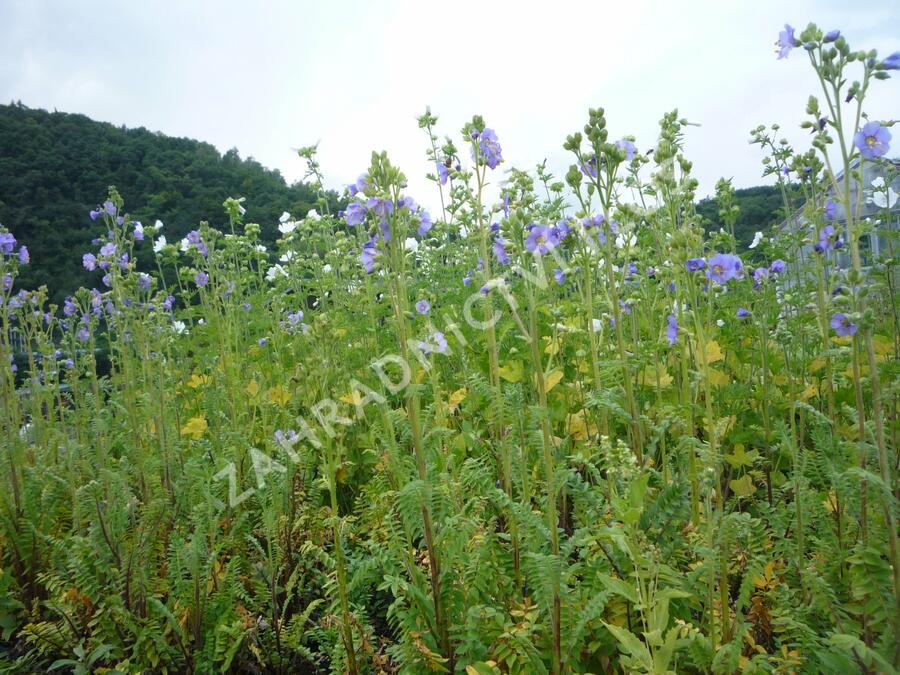 Jirnice lepkavá 'Blue Whirl' - Polemonium viscosum 'Blue Whirl'