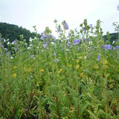 Jirnice lepkavá 'Blue Whirl' - Polemonium viscosum 'Blue Whirl'