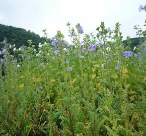 Jirnice lepkavá 'Blue Whirl' - Polemonium viscosum 'Blue Whirl'