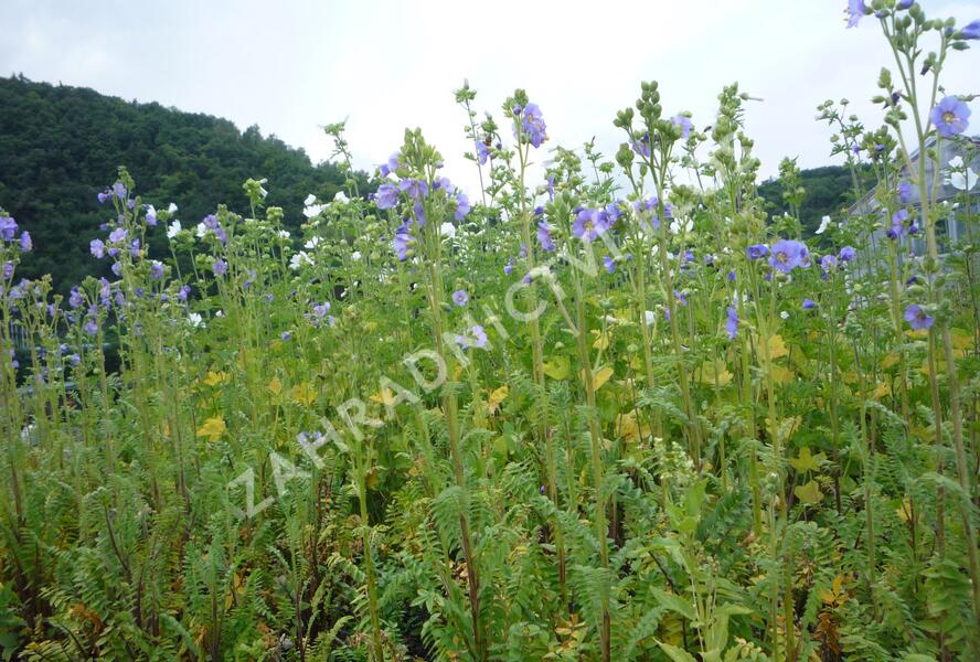 Jirnice lepkavá 'Blue Whirl' - Polemonium viscosum 'Blue Whirl'