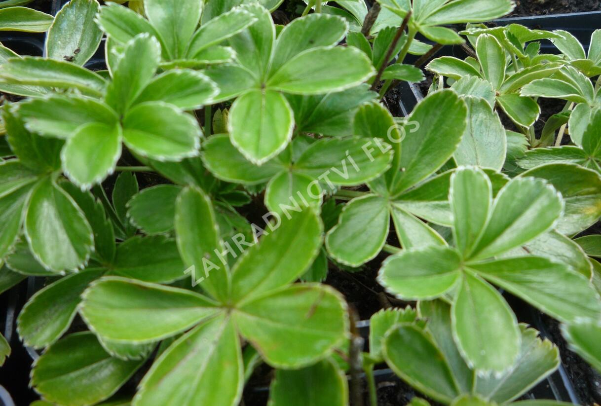 Kontryhel alpínský - Alchemilla alpina