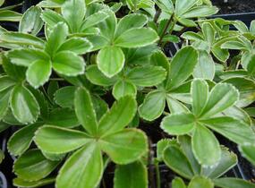 Kontryhel alpínský - Alchemilla alpina