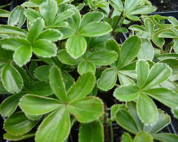 Kontryhel alpínský