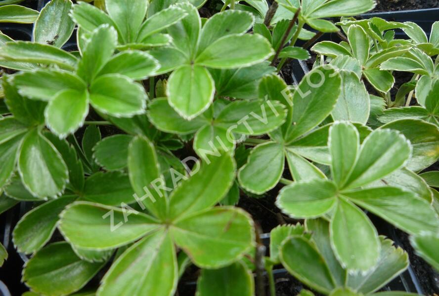 Kontryhel alpínský - Alchemilla alpina