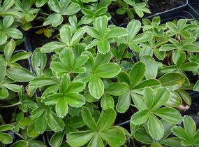 Kontryhel alpínský - Alchemilla alpina