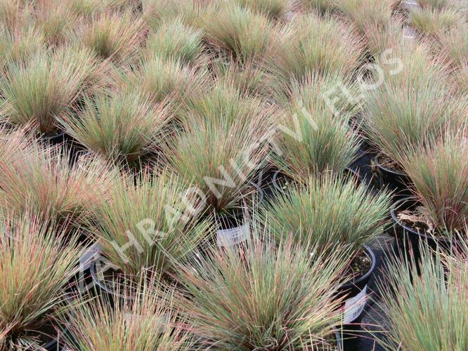 Paličkovec šedavý 'Spiky Blue' - Corynephorus canescens 'Spiky Blue'